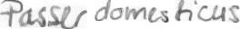 Handwriting generada por VATr